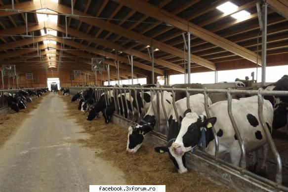 loc munca germania (bremen) ferma vaci din zona bremen (germania) cauta persoana experienta medie