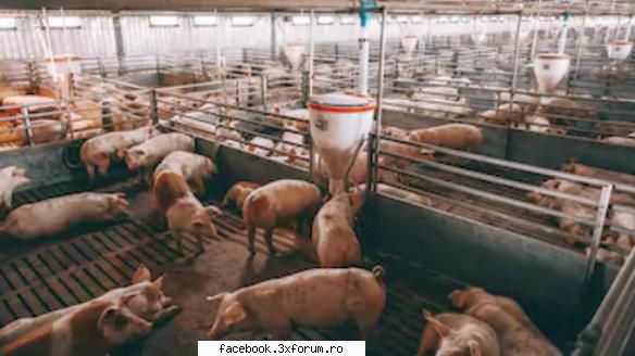 Cautam persoane pentru ferma de porci Irlanda - Angajam oameni pe ferma de - Locuri de munca Strainatate