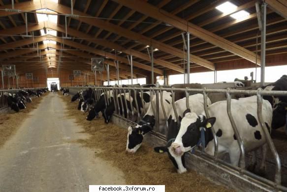 ferma de vaci din zona bremen (germania) cauta o persoana cu experienta medie spre avansata, pentru